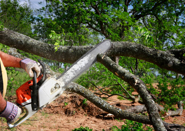 Best Tree Removal  in Burton, OH